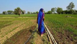 A farmer in Bhopal district, Madhya Pradesh, showcasing her thriving wheat fields. Credit: Madiha Khanam