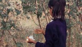 A girl plucking cotton in the fields when it's a school holiday (Photo - Laxmikanta Joshi, 101Reporters)