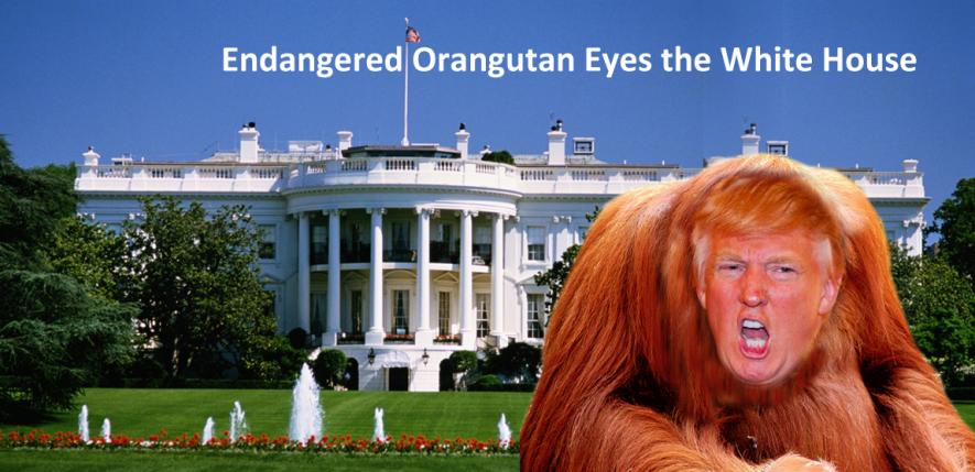 Endangered Orangutan Eyes the White House