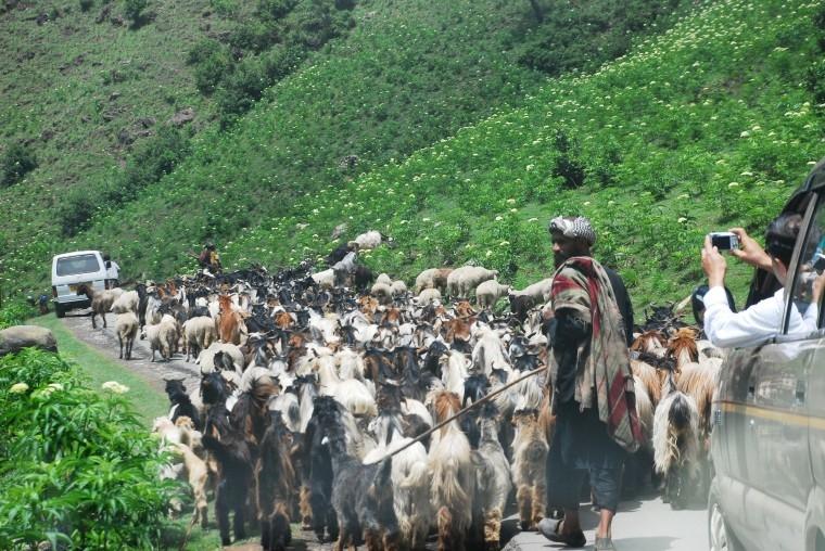 Gujjar Families in Jammu