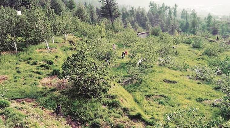 army cute apple trees in himachal