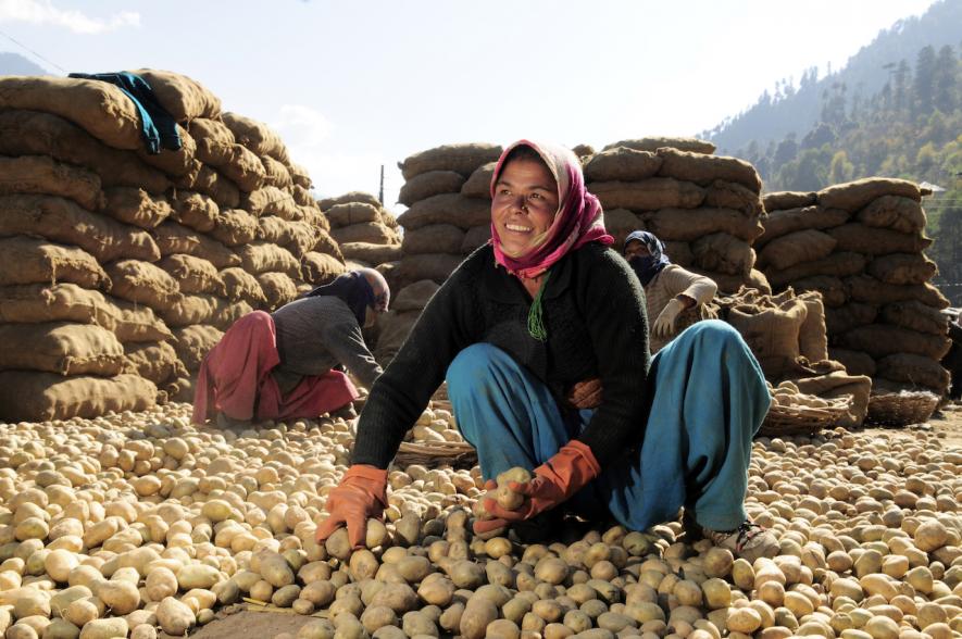 Potato Farmers