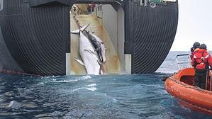commercial whaling