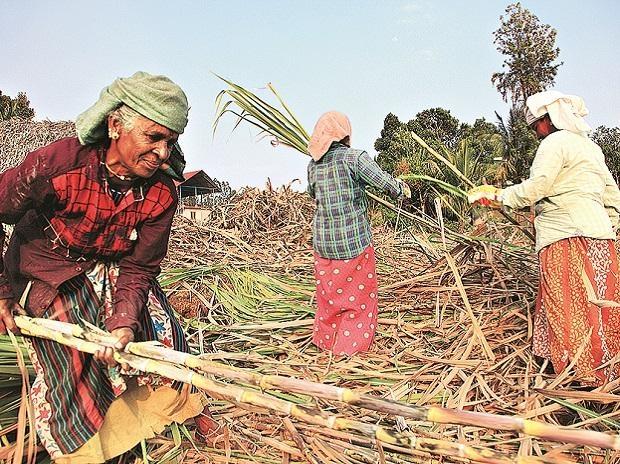 Sugarcane Farmers