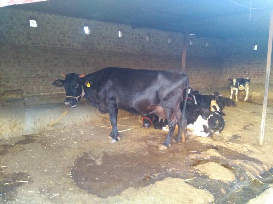 #MahaDrought: Without Fodder Camps, Farmers Forced to Sell Cattle at Giveaway Prices