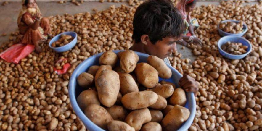 Potato Farmers Seek Govt. Help After PepsiCo Slaps Rs 1 Cr Lawsuit