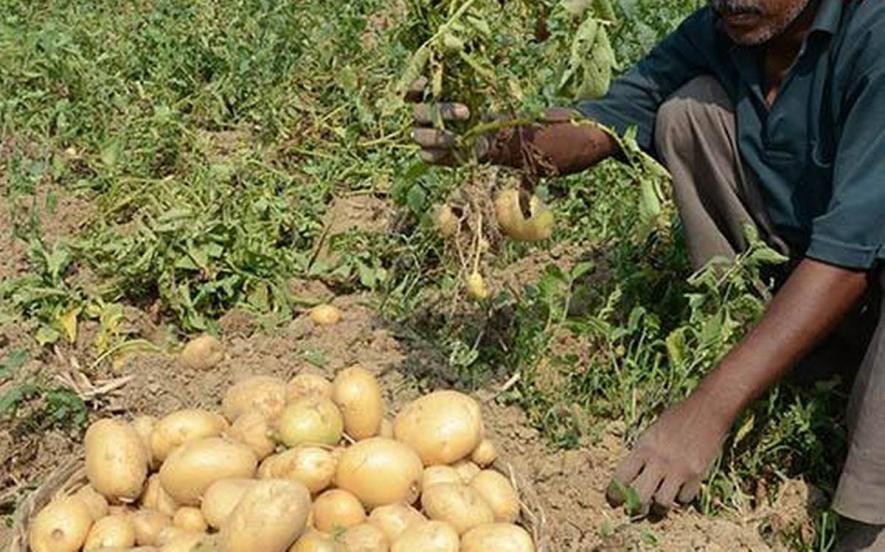 gujarat farmers