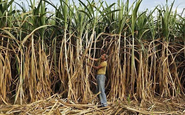 Sugarcane farmers crisis india