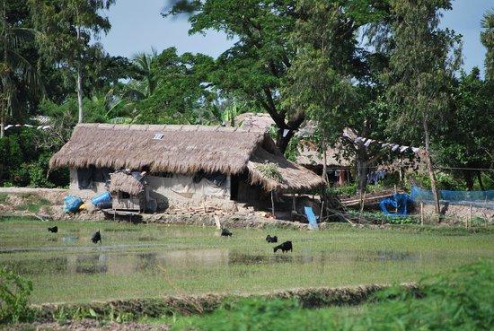 Sundarban