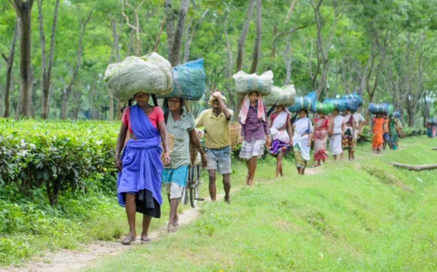 New Jorhat Tea e-Auction Platform