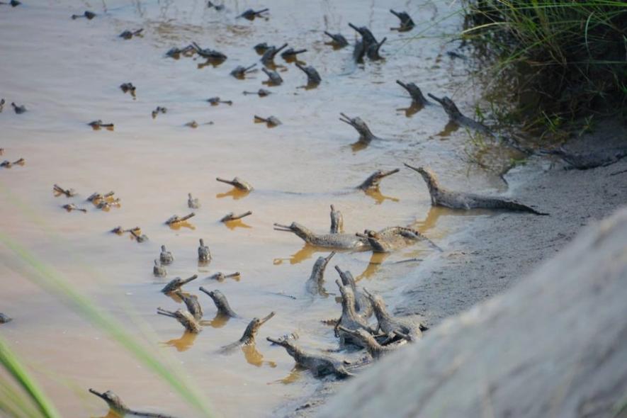 Critically Endangered Gharial Count Increases in UP’s Katarniaghat Wildlife Sanctuary