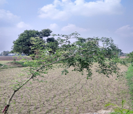 Jammu: Drying Canals Leave Farmers in Misery