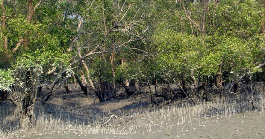 Sunderbans