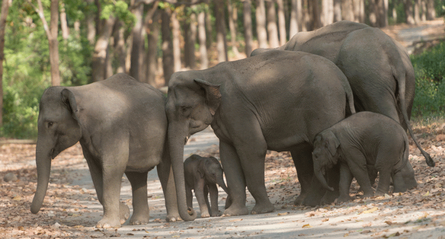 Odisha Wildlife Under Serious Threat