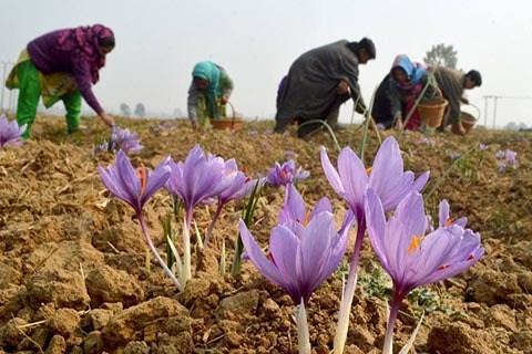 Kashmir Saffron Farmers Suffer Despite Bumper Crop