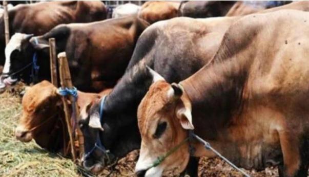 MP Govt’s Portal Receives Only Rs 5,491 for Cowsheds from 10 Donors in 3 Months