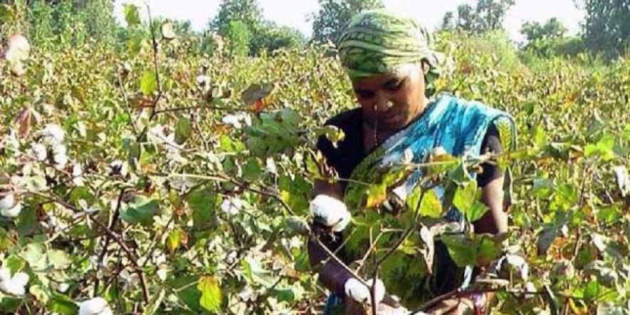 Odisha:  How Illegal Bt Cotton is Making Inroads into Tribal Pockets of Niyamgiri