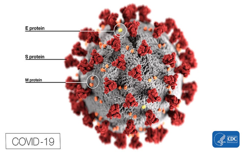 Thorough hand-washing with an ordinary soap is effective in killing coronavirus (COVID-19)