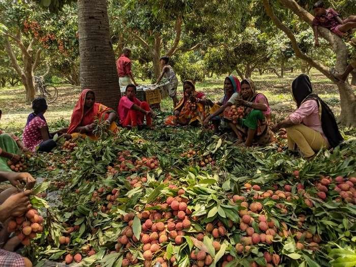 Litchi farmers