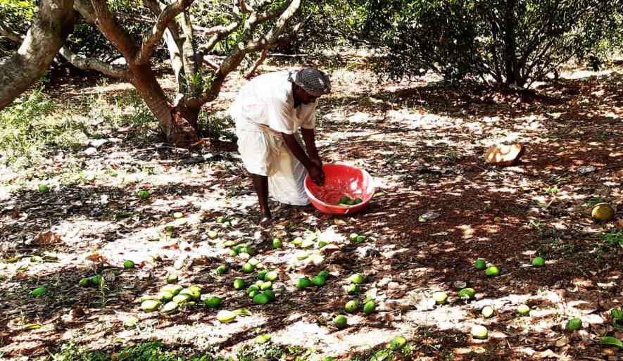 Gusty Winds, Rain Take Heavy Toll on Mango Crop in UP, Growers Say Output May Drop 65%