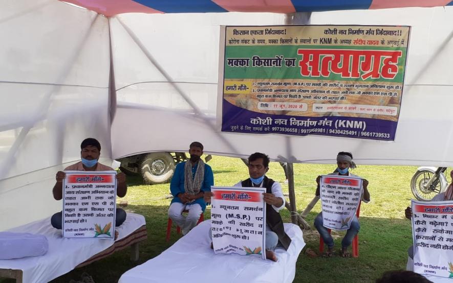 Bihar: Maize Growers Launch Satyagraha, Demand MSP for Crop