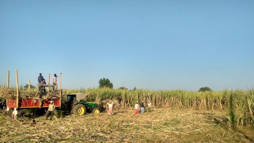 Meerut: Sugarcane Farmers in Distress After Mills Shut Down Without Clearing Dues Worth Rs 3,050 Crore