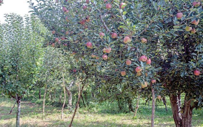 Hundreds of Apple Trees Vandalised in South Kashmir Village, Orchardists in Distress