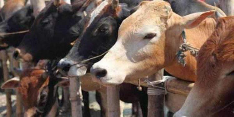 Economic Rationale of Slaughter and Beef Ban in Karnataka