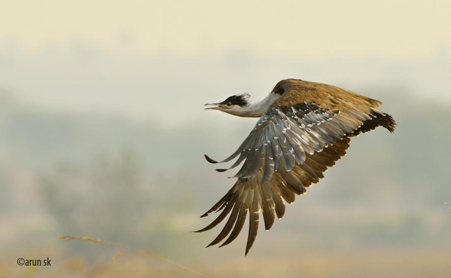 SC Orders Laying of Cable Transmission Lines Underground in Great Indian Bustard Habitats