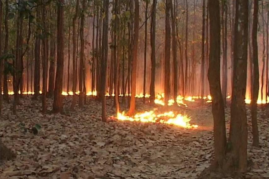 Forest Fires in North India: A Man-Made Disaster