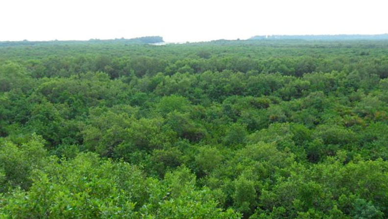 forest land.