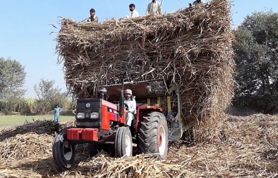 sugarcane