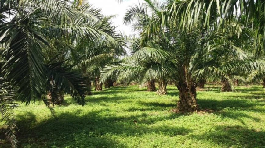 OIL Palm