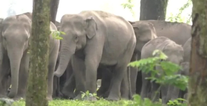 63 Elephants in Custody of Temples, Private Individuals in Tamil Nadu