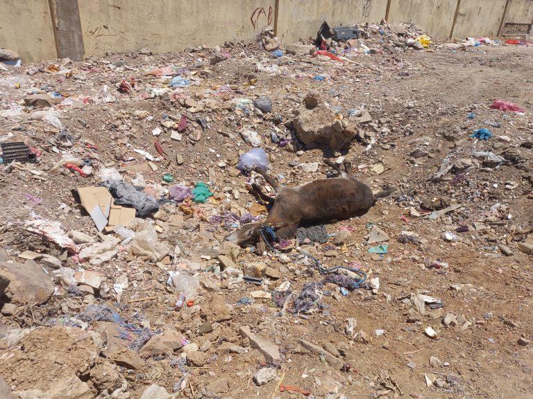 A dead donkey, in the middle of a large hole, near the houses of the residents, reflecting the absence of the most basic public services, Karyan Touma, Ain Sebaa, Casablanca. Photo: Madaar.