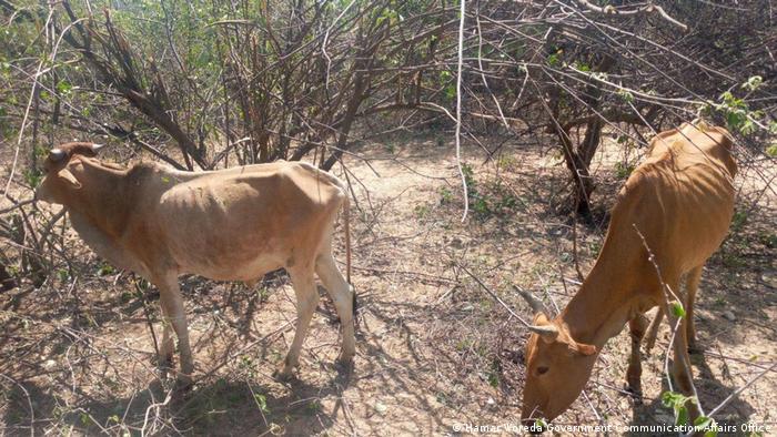 With little to eat, livestock are nothing more than skin and bone