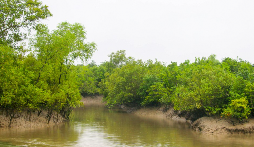 sundarban