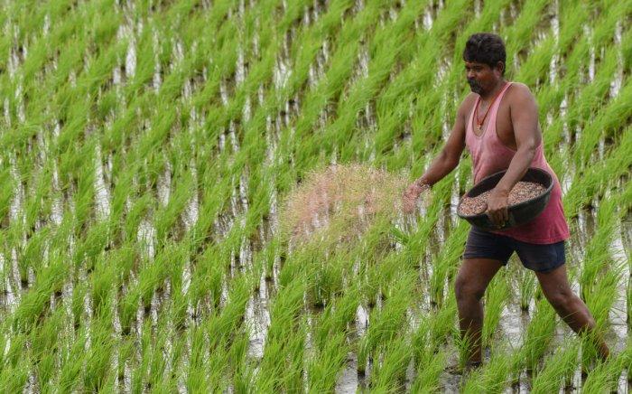 Sudden Switch to Organic Farming Impractical: Kerala Farmers Protest Fertiliser Subsidy Cut 