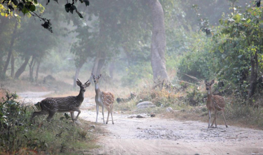 Modi Govt Slashes Wildlife Habitat Funding by 47% in 3 Years: Report