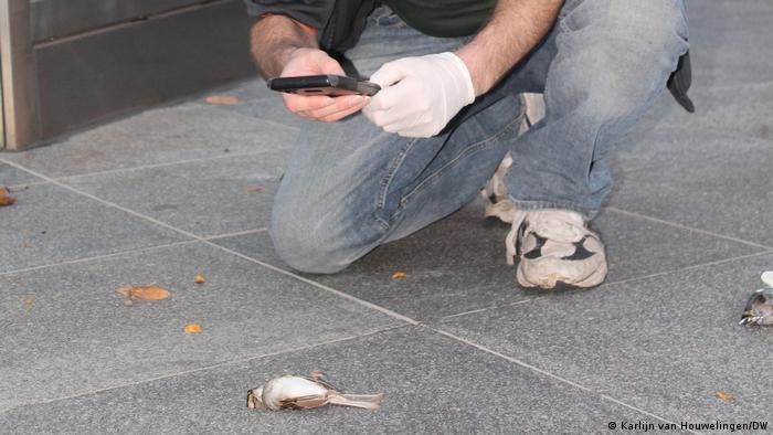 Rob Coover snaps photos of a victim of a window collision