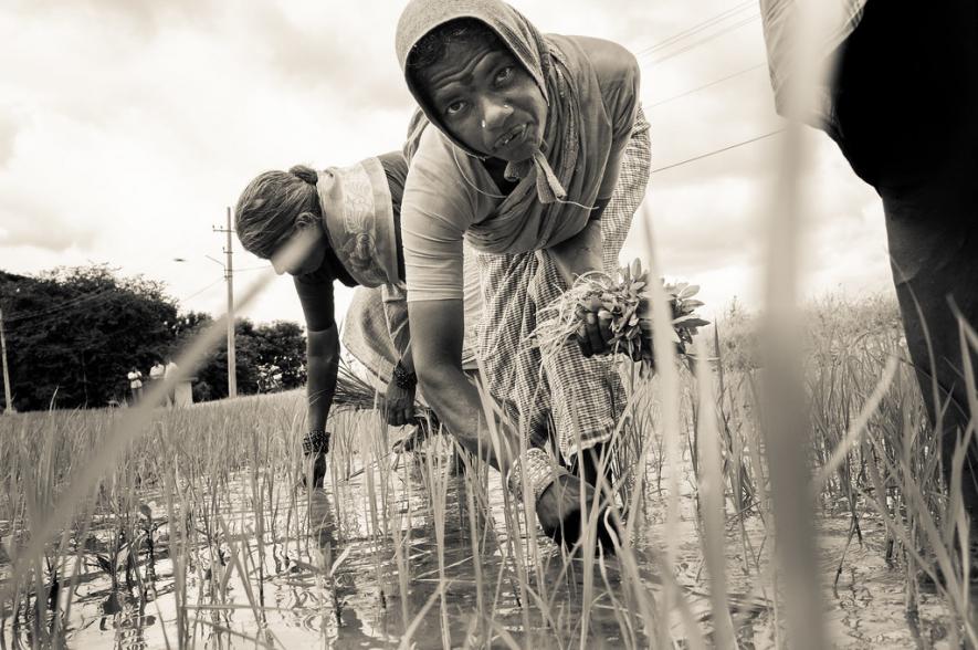 War, Food, Decolonisation and Why India Needs to Thank its Farmers