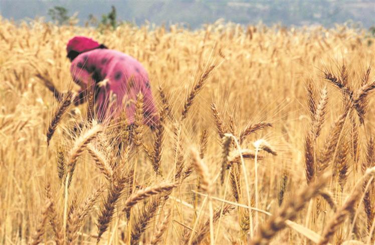 India’s Wheat Fiasco