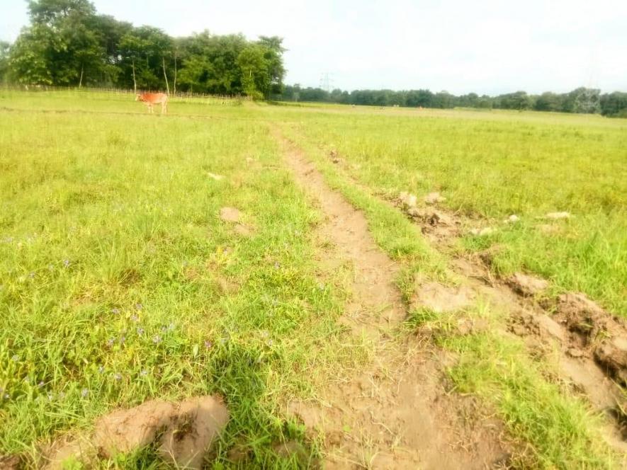 A paddy field in Bhawanipur, Bajali, Assam. Photo credit: Guruprasad Das