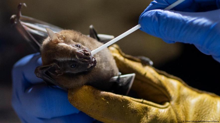 Teams of researchers are searching the globe for the next pandemic risk, swabbing animals to test their likelihood of causing of spillover eventsImage: Silvia Izquierdo/AP/picture alliance