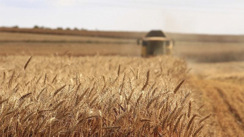 COP27: Farmers Say Global Food Security at Risk Without More Aid for Climate Adaptation