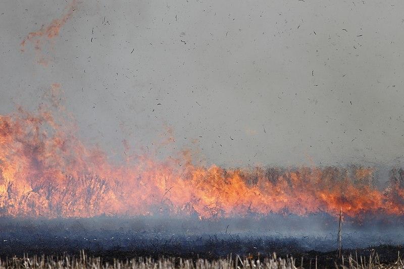 Delhi Suffocates in Smog, ‘Severe’ AQI; Is it Stubble Burning or Vehicular Emissions?