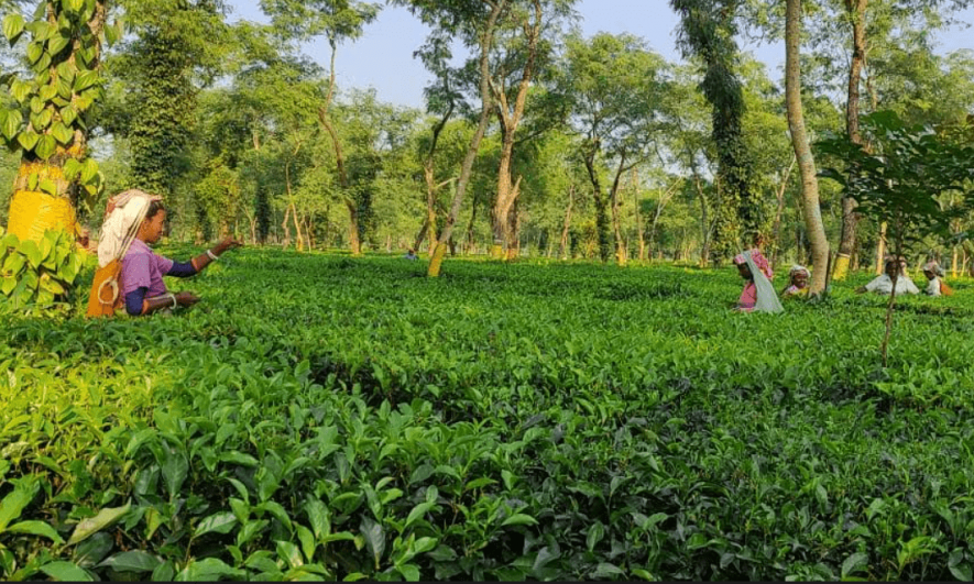 tea workers