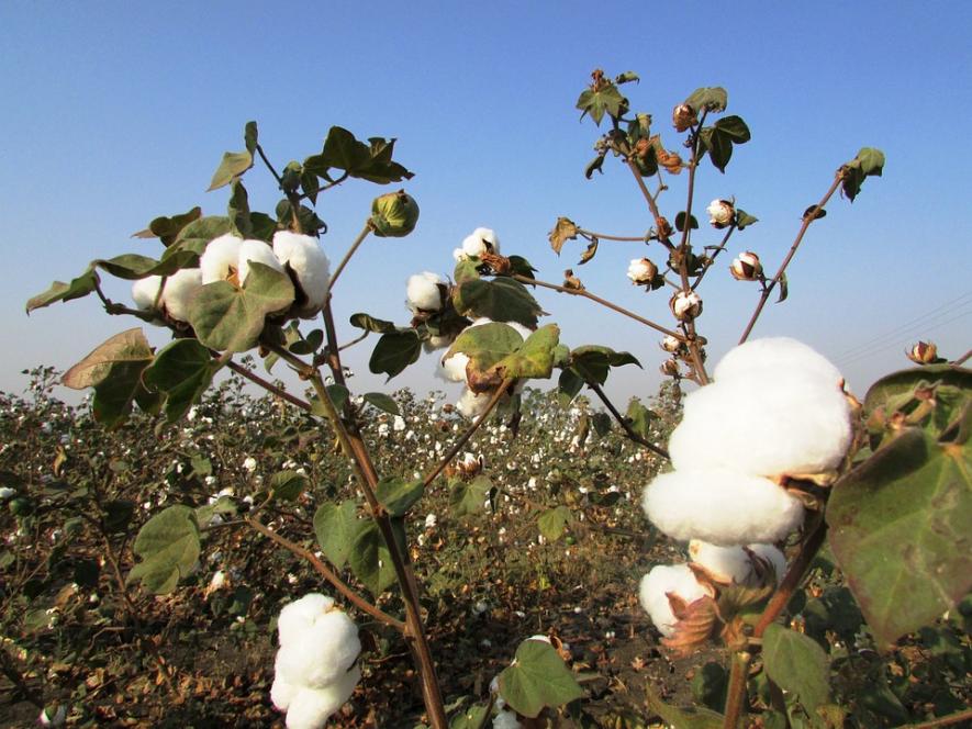 Punjab: Cotton, Maize Yield to Dip 11-13% by 2050 Due to Climate Change, Says Report