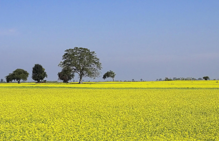 Mustard Farmers