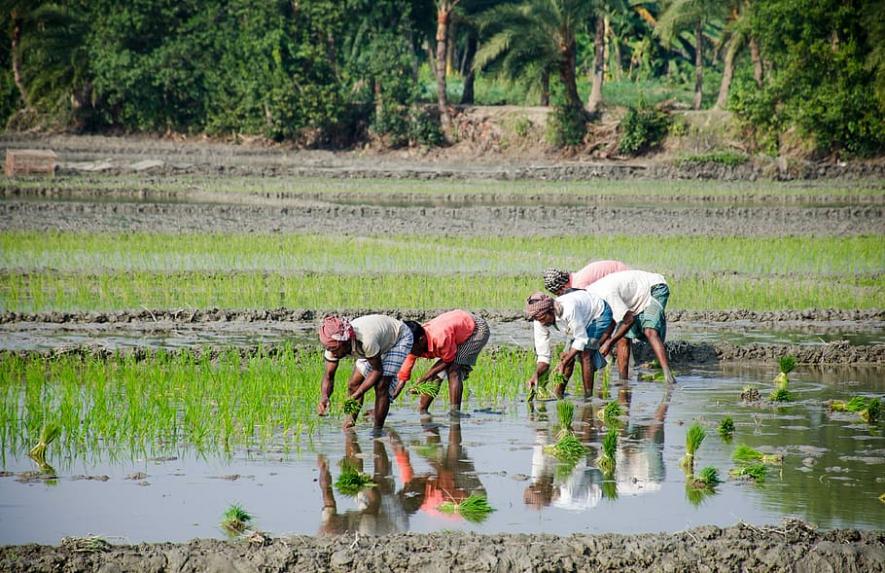 Rain Deficit Triggers Fears of Drought in Central and Eastern UP, Kharif Crop Impacted